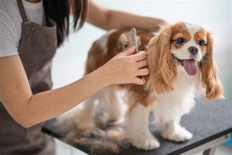 pet grooming pasadena tx|pet grooming pasadena ca.